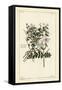 Common Jasmine, Jasminum Officinale, Linn-The Younger Dupin-Framed Stretched Canvas