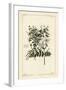 Common Jasmine, Jasminum Officinale, Linn-The Younger Dupin-Framed Giclee Print