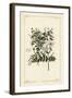 Common Jasmine, Jasminum Officinale, Linn-The Younger Dupin-Framed Giclee Print