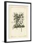 Common Jasmine, Jasminum Officinale, Linn-The Younger Dupin-Framed Giclee Print