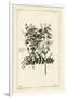 Common Jasmine, Jasminum Officinale, Linn-The Younger Dupin-Framed Giclee Print