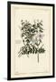 Common Jasmine, Jasminum Officinale, Linn-The Younger Dupin-Framed Giclee Print