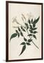 Common Jasmine-William Curtis-Framed Photographic Print