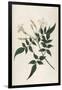 Common Jasmine-William Curtis-Framed Photographic Print