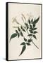 Common Jasmine-William Curtis-Framed Stretched Canvas