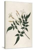 Common Jasmine-William Curtis-Stretched Canvas