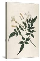 Common Jasmine-William Curtis-Stretched Canvas