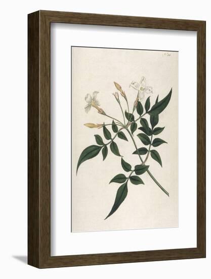 Common Jasmine-William Curtis-Framed Photographic Print