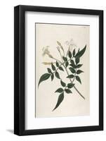 Common Jasmine-William Curtis-Framed Photographic Print