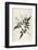 Common Jasmine-William Curtis-Framed Photographic Print