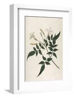 Common Jasmine-William Curtis-Framed Photographic Print