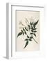 Common Jasmine-William Curtis-Framed Photographic Print