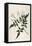 Common Jasmine-William Curtis-Framed Stretched Canvas