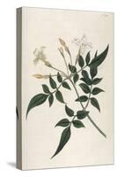 Common Jasmine-William Curtis-Stretched Canvas