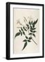 Common Jasmine-William Curtis-Framed Photographic Print