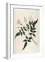 Common Jasmine-William Curtis-Framed Photographic Print