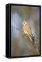Common Kestrel Adult Female Perched-null-Framed Stretched Canvas