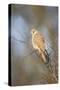 Common Kestrel Adult Female Perched-null-Stretched Canvas