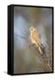 Common Kestrel Adult Female Perched-null-Framed Stretched Canvas