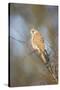 Common Kestrel Adult Female Perched-null-Stretched Canvas