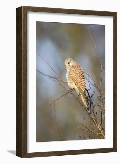 Common Kestrel Adult Female Perched-null-Framed Photographic Print