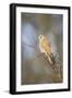 Common Kestrel Adult Female Perched-null-Framed Photographic Print