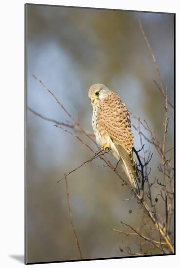 Common Kestrel Adult Female Perched-null-Mounted Photographic Print
