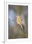 Common Kestrel Adult Female Perched-null-Framed Photographic Print