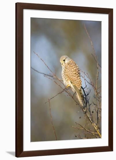 Common Kestrel Adult Female Perched-null-Framed Photographic Print