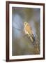 Common Kestrel Adult Female Perched-null-Framed Photographic Print