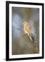 Common Kestrel Adult Female Perched-null-Framed Photographic Print