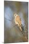 Common Kestrel Adult Female Perched-null-Mounted Photographic Print