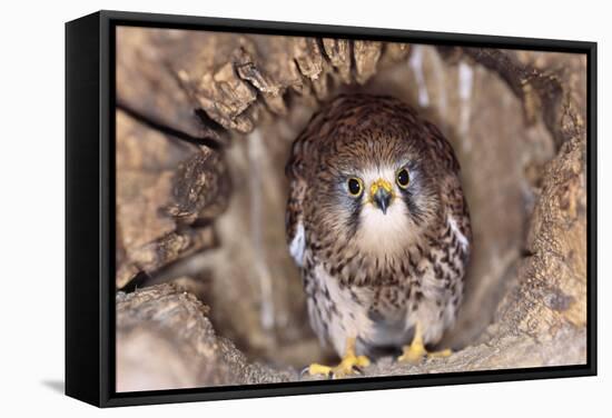 Common Kestrel at Nest, Head On, Both-null-Framed Stretched Canvas