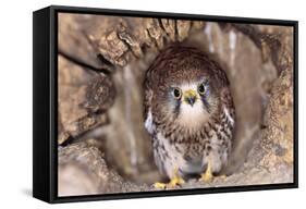 Common Kestrel at Nest, Head On, Both-null-Framed Stretched Canvas