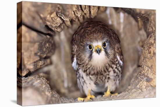 Common Kestrel at Nest, Head On, Both-null-Stretched Canvas