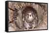 Common Kestrel at Nest, Head On, Both-null-Framed Stretched Canvas