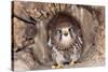 Common Kestrel at Nest, Head On, Both-null-Stretched Canvas