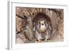 Common Kestrel at Nest, Head On, Both-null-Framed Photographic Print