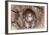 Common Kestrel at Nest, Head On, Both-null-Framed Photographic Print