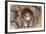 Common Kestrel at Nest, Head On, Both-null-Framed Photographic Print