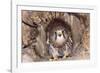 Common Kestrel at Nest, Head On, Both-null-Framed Photographic Print