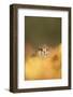 Common kestrel (Falco tinnunculus), among autumn foliage, United Kingdom, Europe-Kyle Moore-Framed Photographic Print