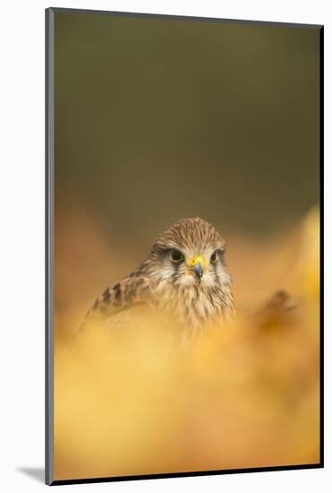 Common kestrel (Falco tinnunculus), among autumn foliage, United Kingdom, Europe-Kyle Moore-Mounted Photographic Print