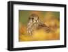 Common kestrel (Falco tinnunculus), among autumn foliage, United Kingdom, Europefoliage.-Kyle Moore-Framed Photographic Print