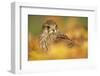 Common kestrel (Falco tinnunculus), among autumn foliage, United Kingdom, Europefoliage.-Kyle Moore-Framed Photographic Print