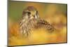 Common kestrel (Falco tinnunculus), among autumn foliage, United Kingdom, Europefoliage.-Kyle Moore-Mounted Photographic Print