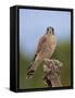Common kestrel (Falco tinnunculus) male perched on a branch, Valencia, Spain, February-Loic Poidevin-Framed Stretched Canvas
