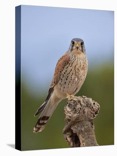 Common kestrel (Falco tinnunculus) male perched on a branch, Valencia, Spain, February-Loic Poidevin-Stretched Canvas