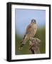 Common kestrel (Falco tinnunculus) male perched on a branch, Valencia, Spain, February-Loic Poidevin-Framed Photographic Print