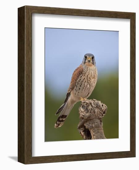 Common kestrel (Falco tinnunculus) male perched on a branch, Valencia, Spain, February-Loic Poidevin-Framed Photographic Print